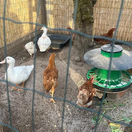 Refúgio Tílias Ferienhaus