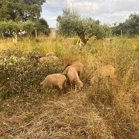 Feriehus Refugio Tilias Bicas